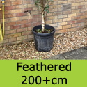 Mature Snow Queen feathered tree 200+cm tall